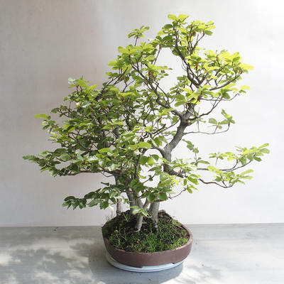 Outdoor bonsai - Fagus sylvatica - buk europejski - 4