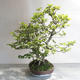 Outdoor bonsai - Fagus sylvatica - buk europejski - 4/5
