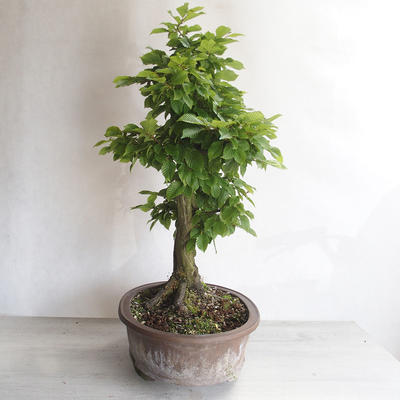 Outdoor bonsai - Grab - Carpinus betulus - 4