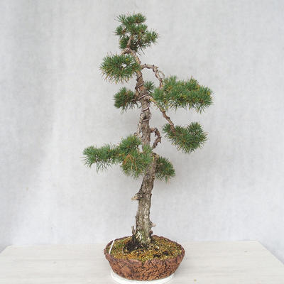 Outdoor bonsai - Pinus Sylvestris - sosna zwyczajna - 4