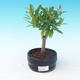 Pokój bonsai-PUNICA granatum nana-granat - 4/4