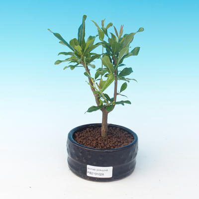 Pokój bonsai-PUNICA granatum nana-granat - 4
