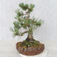 Outdoor bonsai - Pinus Mugo - Sosna klęcząca - 4/5