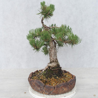 Outdoor bonsai - Pinus Mugo - Sosna klęcząca - 4