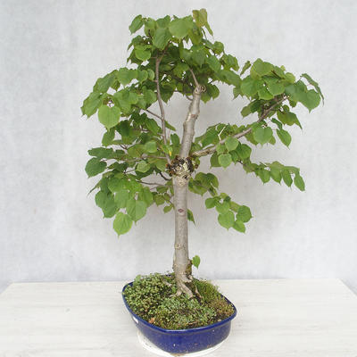 Outdoor bonsai - Lipa - Tilia cordata - 4