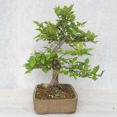 Outdoor bonsai-Ulmus Glabra-Solid glina - 4