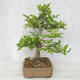 Outdoor bonsai-Ulmus Glabra-Solid glina - 4/4