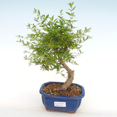 Kryty bonsai-PUNICA granatum nana-Pomegranate PB2201078 - 4