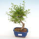 Kryty bonsai-PUNICA granatum nana-Pomegranate PB2201078 - 4/4