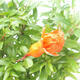 Kryte bonsai-PUNICA granatum nana-granat - 4/4