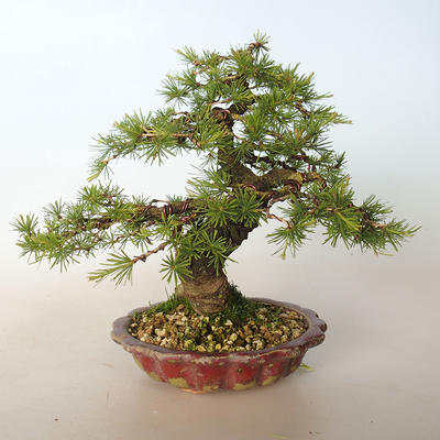 Outdoor bonsai - Larix decidua - Modrzew - 4