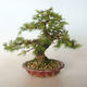 Outdoor bonsai - Larix decidua - Modrzew - 4/5