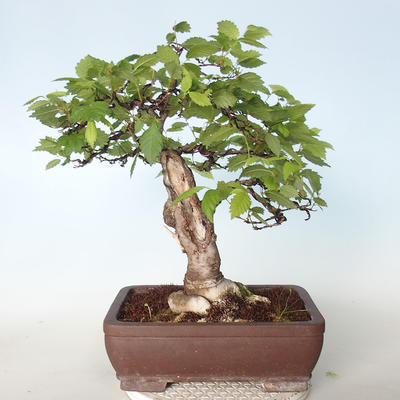 Outdoor bonsai - Zelkova - 4