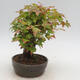 Outdoor bonsai - Buergerianum Maple - Burger Maple - 4/6