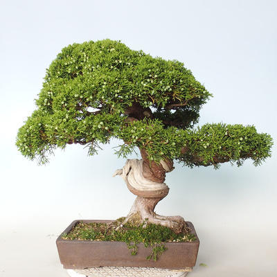 Outdoor bonsai - Juniperus chinensis Itoigava-chiński jałowiec - 4