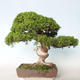 Outdoor bonsai - Juniperus chinensis Itoigava-chiński jałowiec - 4/5