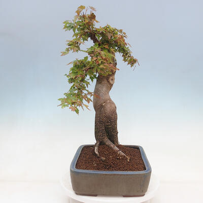 Outdoor bonsai - Maple Buergerianum - Burger Maple - 4