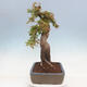 Outdoor bonsai - Maple Buergerianum - Burger Maple - 4/4
