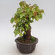 Outdoor bonsai - Buergerianum Maple - Burger Maple - 4/6