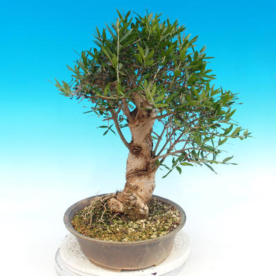 Kryte bonsai - Olea europaea sylvestris -Oliva european tiny - 4
