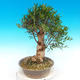 Kryte bonsai - Olea europaea sylvestris -Oliva european tiny - 4/5