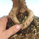 Kryte bonsai - Olea europaea sylvestris -Oliva european tiny - 4/5