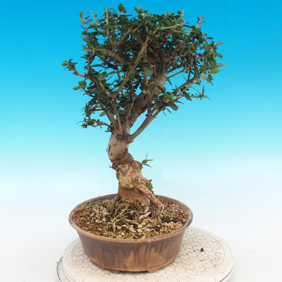 Kryte bonsai - Olea europaea sylvestris -Oliva european tiny - 4