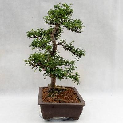 Kryty bonsai - Zantoxylum piperitum - Drzewo pieprzowe PB2191200 - 4