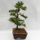 Kryty bonsai - Zantoxylum piperitum - Drzewo pieprzowe PB2191200 - 4/5