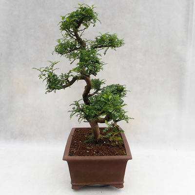Kryty bonsai - Zantoxylum piperitum - Drzewo papryki PB2191201 - 4