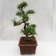 Kryty bonsai - Zantoxylum piperitum - Drzewo papryki PB2191201 - 4/5