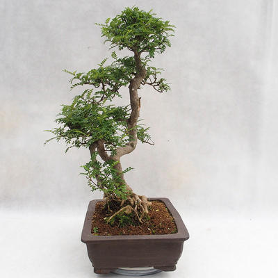 Kryty bonsai - Zantoxylum piperitum - Drzewo papryki PB2191202 - 4