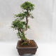 Kryty bonsai - Zantoxylum piperitum - Drzewo papryki PB2191202 - 4/5