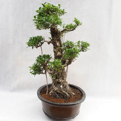 Kryty bonsai - kimono Ficus - figowiec mały liść PB2191217 - 4