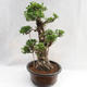 Kryty bonsai - kimono Ficus - figowiec mały liść PB2191217 - 4/6