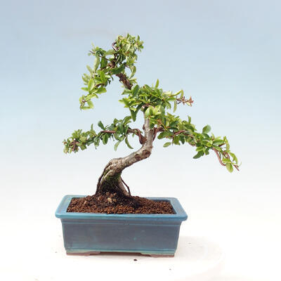 Outdoor bonsai-Pyracanta Teton-Hawthorn - 4