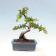 Outdoor bonsai-Pyracanta Teton-Hawthorn - 4/5