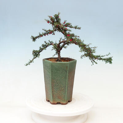 Outdoor bonsai-irga microcarpa var.thymifolius-Skalník - 4