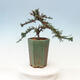 Outdoor bonsai-irga microcarpa var.thymifolius-Skalník - 4/5