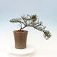 Outdoor bonsai-irga microcarpa var.thymifolius-Skalník - 4/5