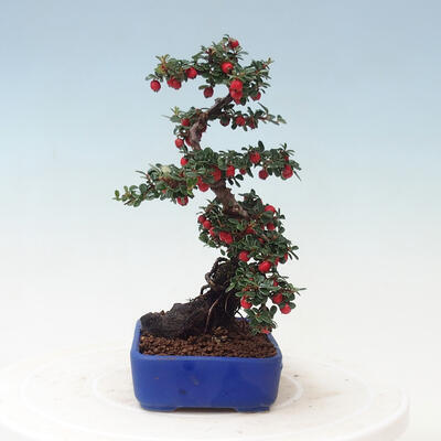 Bonsai na zewnątrz - Cotoneaster horizontalis - Drzewo skalne - 4