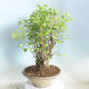 Outdoor bonsai - Ginkgo biloba - 4/5