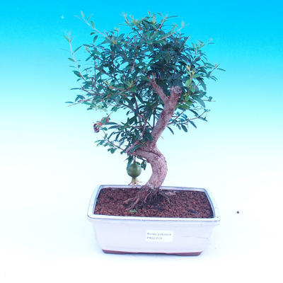 Pokój bonsai-Punica granatum nana-Granat - 4