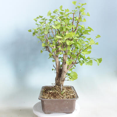 Outdoor bonsai - Ginkgo biloba - 4