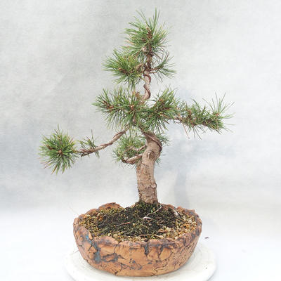 Outdoor bonsai - Pinus mugo - Klęcząca Sosna - 4