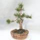 Outdoor bonsai - Pinus mugo - Klęcząca Sosna - 4/4