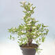 Outdoor bonsai - głóg - Crataegus cuneata - 4/6