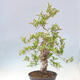Outdoor bonsai - głóg - Crataegus cuneata - 4/6