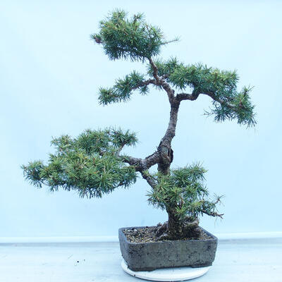 Outdoor bonsai -Larix decidua - Modrzew liściasty - 4