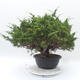 Outdoor bonsai - Juniperus chinensis Itoigawa - chiński jałowiec - 4/5